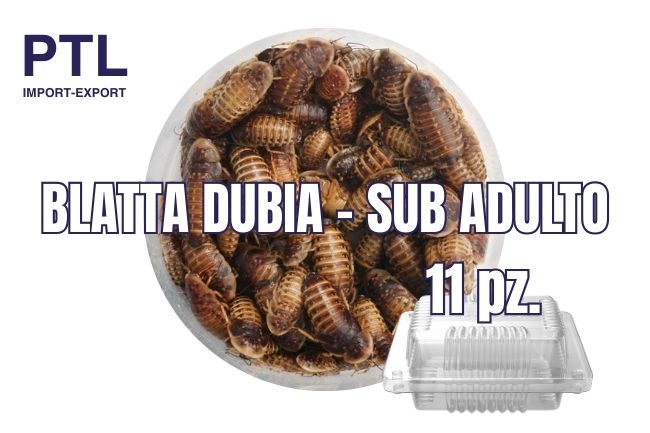 BLATTA DUBIA- SUB ADULTO - 11 PZ_CONFEZ